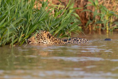 Doğal ortamda yüzen genç ve güzel bir çita.