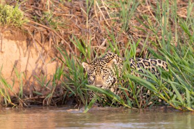 Doğal ortamda yüzen genç ve güzel bir çita.