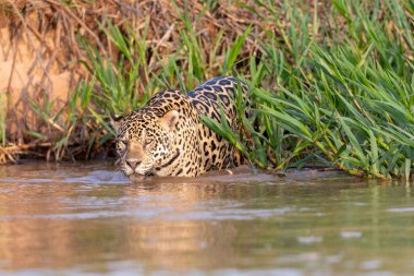 Doğal ortamda yüzen genç ve güzel bir çita.