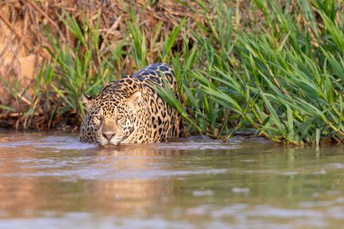 Doğal ortamda yüzen genç ve güzel bir çita.