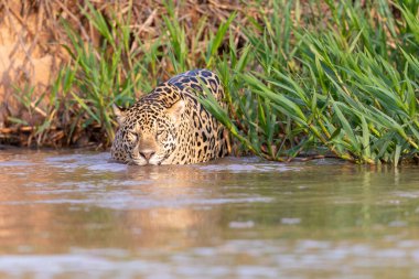 Doğal ortamda yüzen genç ve güzel bir çita.