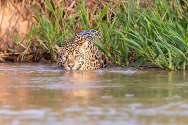 Doğal ortamda yüzen genç ve güzel bir çita.