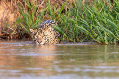 Doğal ortamda yüzen genç ve güzel bir çita.