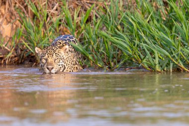 Doğal ortamda yüzen genç ve güzel bir çita.
