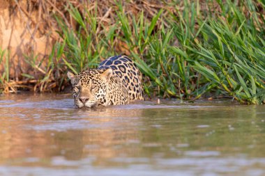 Doğal ortamda yüzen genç ve güzel bir çita.