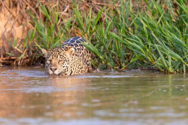 Doğal ortamda yüzen genç ve güzel bir çita.