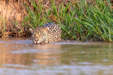 Doğal ortamda yüzen genç ve güzel bir çita.