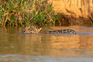 Doğal ortamda yüzen genç ve güzel bir çita.