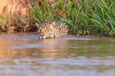 Doğal ortamda yüzen genç ve güzel bir çita.