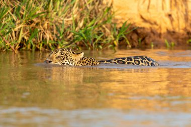 Doğal ortamda yüzen genç ve güzel bir çita.