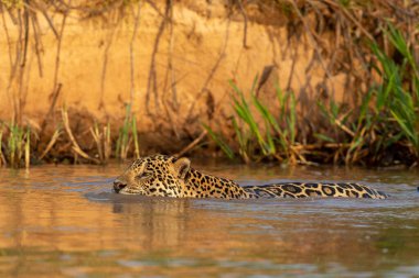 Doğal ortamda yüzen genç ve güzel bir çita.