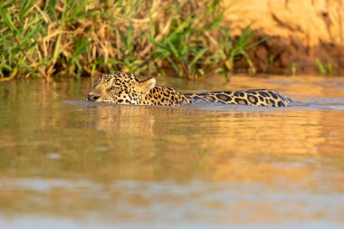 Doğal ortamda yüzen genç ve güzel bir çita.