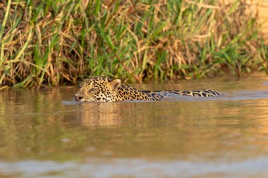 Doğal ortamda yüzen genç ve güzel bir çita.