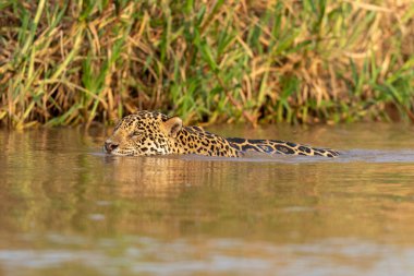 Doğal ortamda yüzen genç ve güzel bir çita.