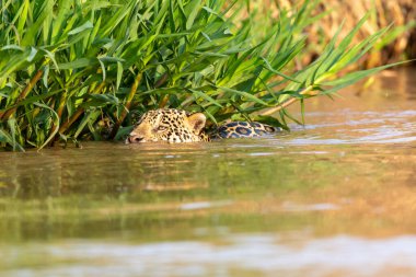 Doğal ortamda yüzen genç ve güzel bir çita.