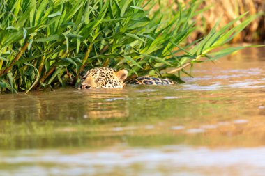 Doğal ortamda yüzen genç ve güzel bir çita.