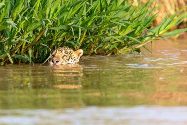 Doğal ortamda yüzen genç ve güzel bir çita.