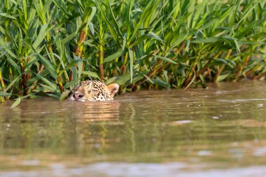 Doğal ortamda yüzen genç ve güzel bir çita.