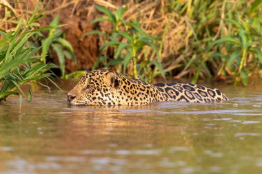 Doğal ortamda yüzen genç ve güzel bir çita.