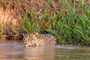 Doğal ortamda yüzen genç ve güzel bir çita.
