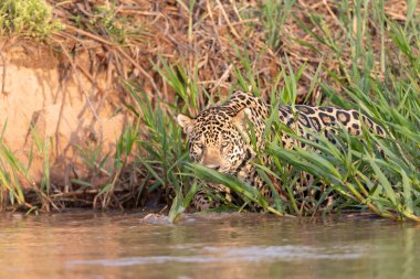 Doğal ortamda yüzen genç ve güzel bir çita.