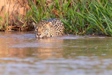 Doğal ortamda yüzen genç ve güzel bir çita.