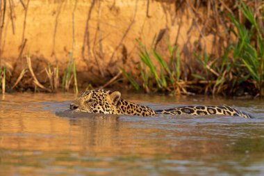 Doğal ortamda yüzen genç ve güzel bir çita.