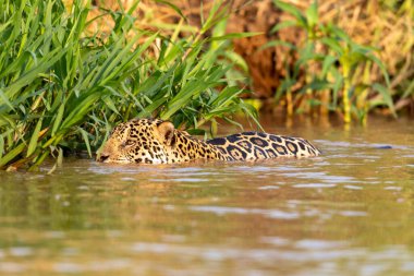 Doğal ortamda yüzen genç ve güzel bir çita.