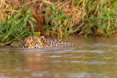 Doğal ortamda yüzen genç ve güzel bir çita.