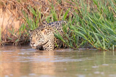 Doğal ortamda yüzen genç ve güzel bir çita.