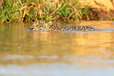 Doğal ortamda yüzen genç ve güzel bir çita.