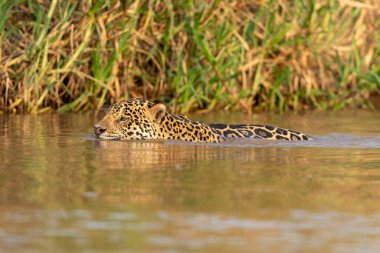 Doğal ortamda yüzen genç ve güzel bir çita.