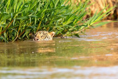 Doğal ortamda yüzen genç ve güzel bir çita.