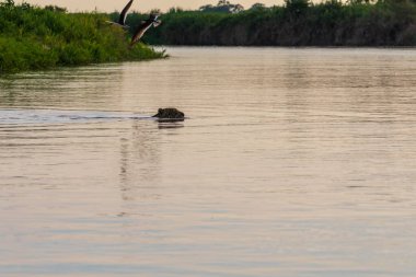 Doğal ortamda yüzen genç ve güzel bir çita.