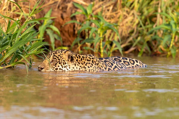 Doğal ortamda yüzen genç ve güzel bir çita.