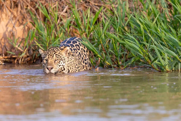 Doğal ortamda yüzen genç ve güzel bir çita.