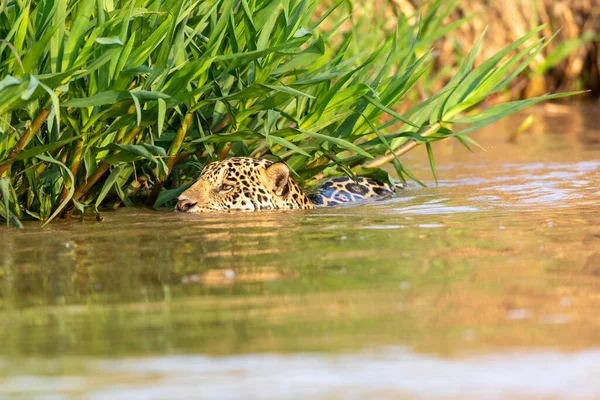 Doğal ortamda yüzen genç ve güzel bir çita.