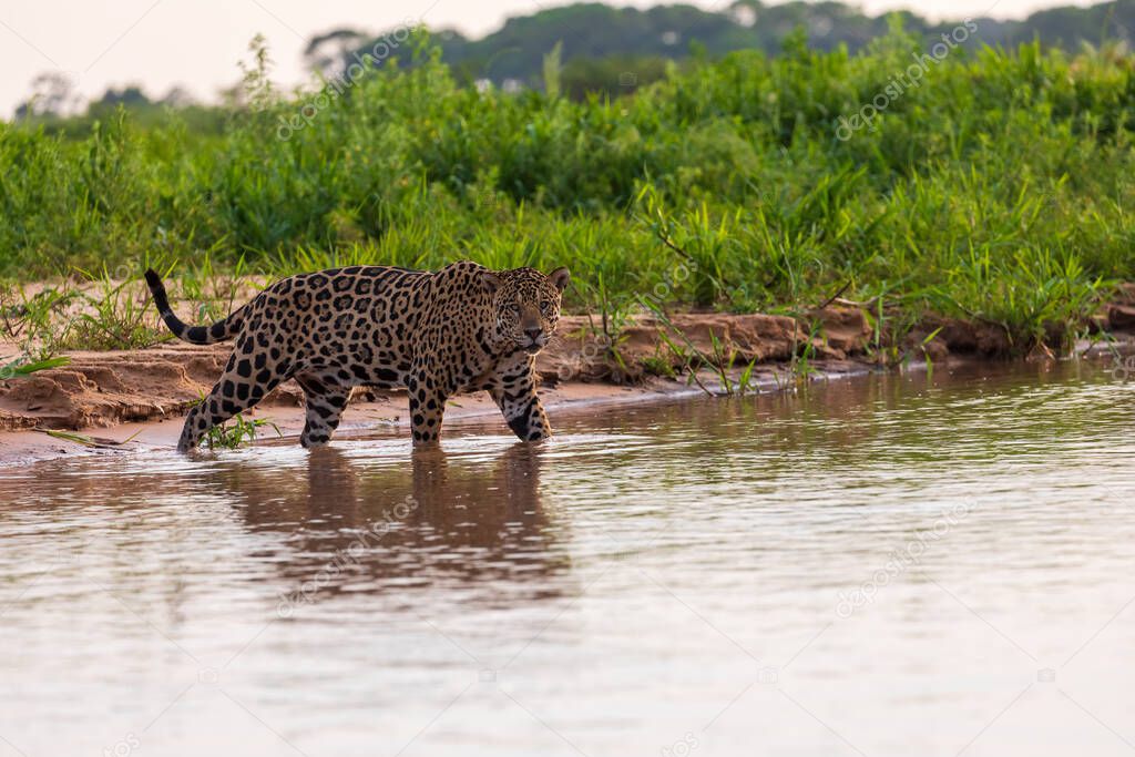 Young beautiful cheetah in natural habitat swimming