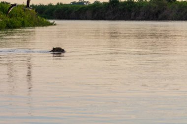 Doğal ortamda yüzen genç ve güzel bir çita.