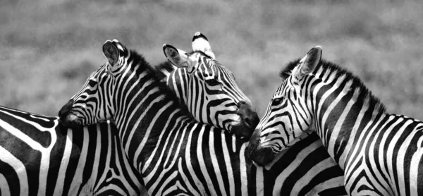 Grupo Zebras Está Savana Grama Seca — Fotografia de Stock