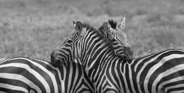 Groep Zebra Staat Droge Gras Savanne — Stockfoto