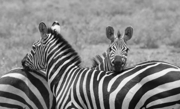 Grupo Zebras Está Savana Grama Seca — Fotografia de Stock