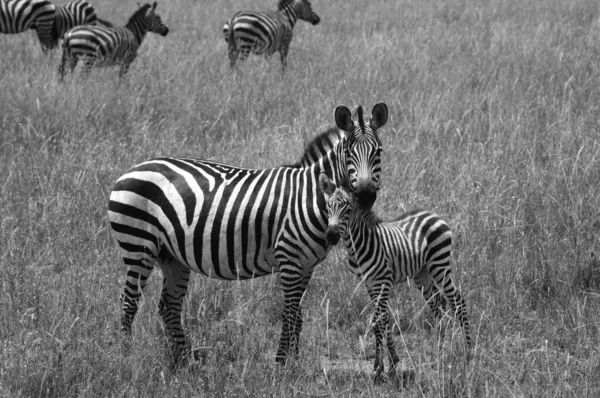 Groep Zebra Staat Droge Gras Savanne — Stockfoto