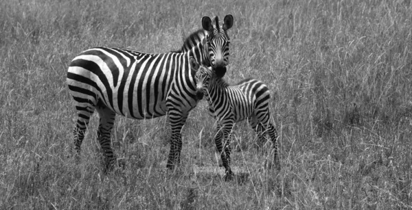 Grupo Zebras Está Savana Grama Seca — Fotografia de Stock