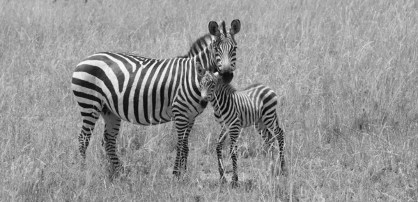 Grupo Zebras Está Savana Grama Seca — Fotografia de Stock