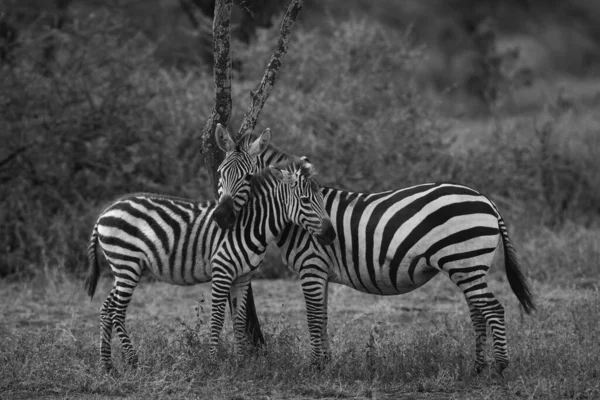 Groep Zebra Staat Droge Gras Savanne — Stockfoto