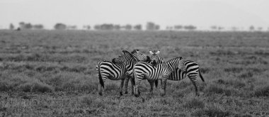 Bir grup zebra kuru çayırlarda duruyor.. 