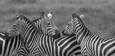 Bir grup zebra kuru çayırlarda duruyor.. 
