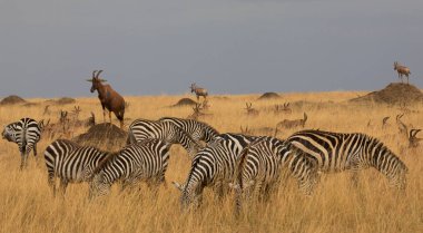 Bir grup zebra kuru çayırlarda duruyor.. 