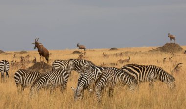 Bir grup zebra kuru çayırlarda duruyor.. 